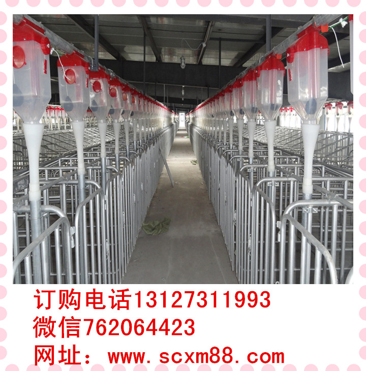 自動(dòng)化喂豬系統(tǒng)現(xiàn)代化養(yǎng)豬設(shè)備料線