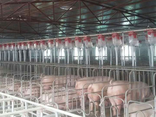 自動(dòng)喂料系統(tǒng)