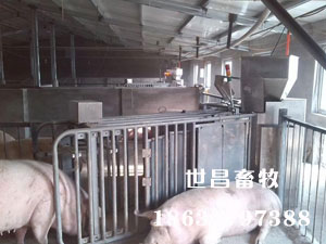 母豬全自動思維站設(shè)備批發(fā)