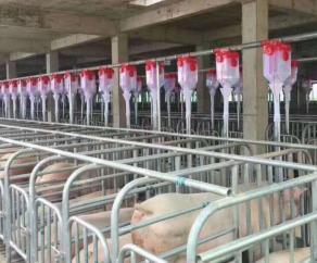 豬場(chǎng)自動(dòng)化料線安裝