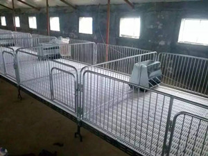 豬場(chǎng)小豬欄定制