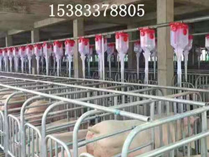 現(xiàn)代化豬場料線