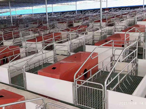 歐式母豬產(chǎn)床