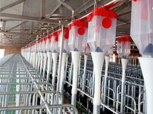 母豬舍電子飼喂設備